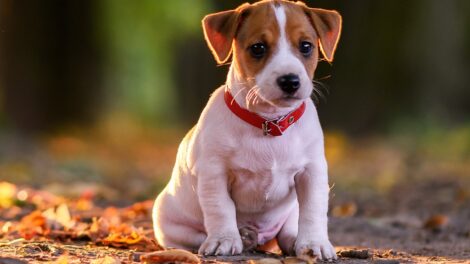 Maringá registra 686 denúncias de maus-tratos a animais em 2026