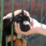 Maringá registra mais de 4 mil denúncias de maus-tratos a animais em dois meses