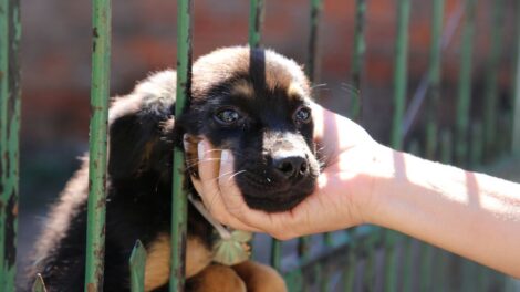 Maringá registra mais de 4 mil denúncias de maus-tratos a animais em dois meses