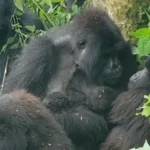 Nascimento raro de gêmeos gorilas surpreende parque na África; veja