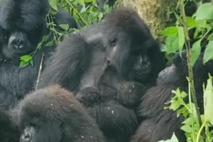 Nascimento raro de gêmeos gorilas surpreende parque na África; veja