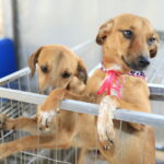 feira de adoção de pets