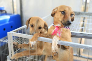 feira de adoção de pets