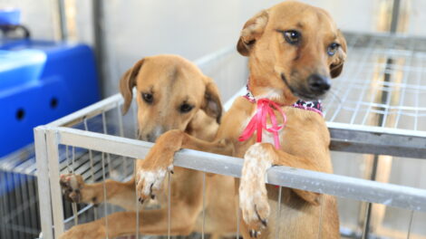 feira de adoção de pets
