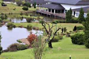 Parque do Japão recebe evento gratuito ‘Celebrando a Mulher’ com shows e sorteios nesta quarta (11)