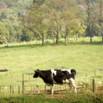 Planejamento e gestão mantem eficiência em fazendas de pecuária de corte 