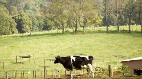 Planejamento e gestão mantem eficiência em fazendas de pecuária de corte 