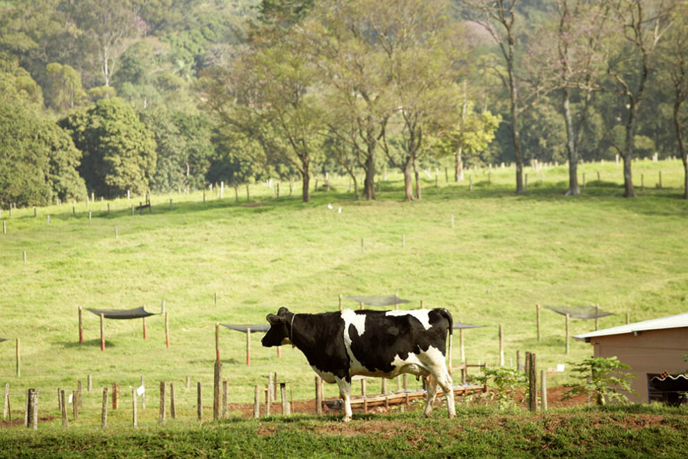 Planejamento e gestão mantem eficiência em fazendas de pecuária de corte 