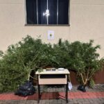 Polícia prende homem por tráfico de drogas e apreende pés de maconha