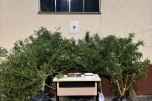 Polícia prende homem por tráfico de drogas e apreende pés de maconha