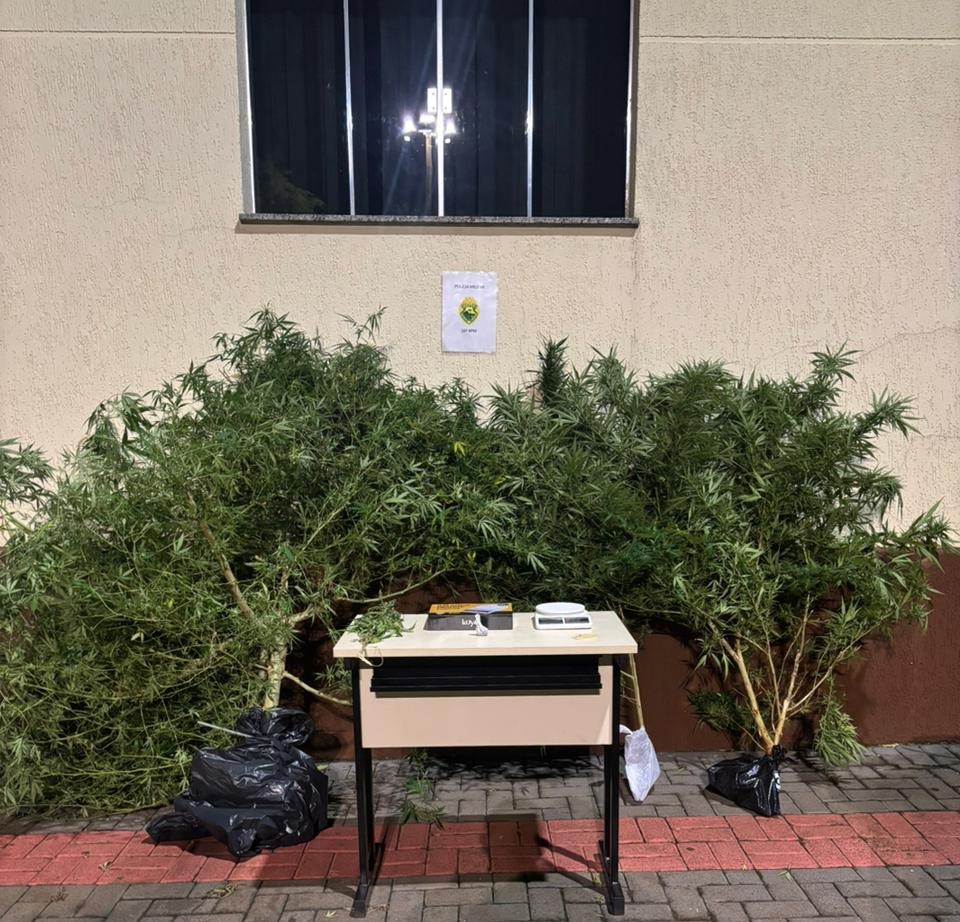 Polícia prende homem por tráfico de drogas e apreende pés de maconha