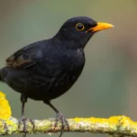 Por que esses animais simbolizam a morte?