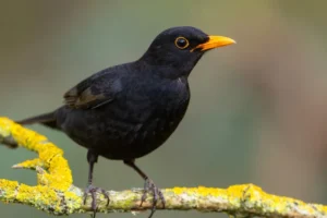 Por que esses animais simbolizam a morte?