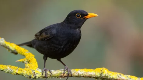 Por que esses animais simbolizam a morte?