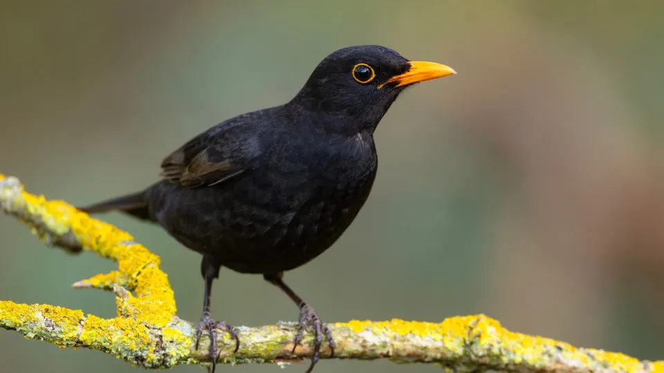 Por que esses animais simbolizam a morte?