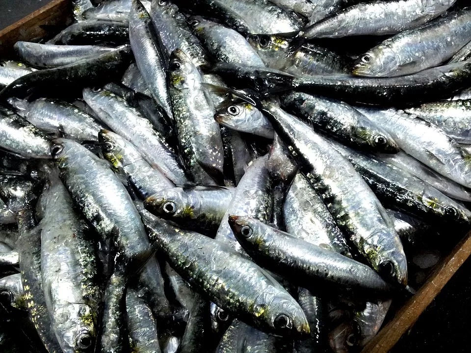 Preço do pescado varia mais de 280% em peixarias de Maringá