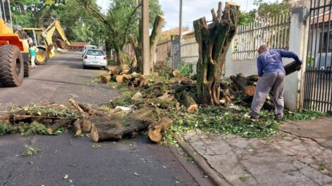 Prefeitura de Maringá está disposta a investir até R$ 80,5 milhões em remoções de árvores