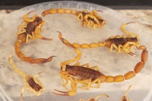 Quatro meses depois, imóvel onde moradora encontrou mais de 300 escorpiões continua registrando aparecimento dos animais, em Maringá