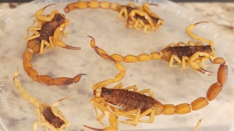 Quatro meses depois, imóvel onde moradora encontrou mais de 300 escorpiões continua registrando aparecimento dos animais, em Maringá