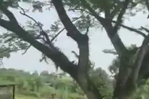 Vídeo mostra queda de avião militar que deixou 66 mortos na Colômbia