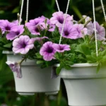 5 dicas de especialistas para fazer suas plantas florescerem mais