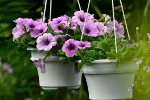 5 dicas de especialistas para fazer suas plantas florescerem mais