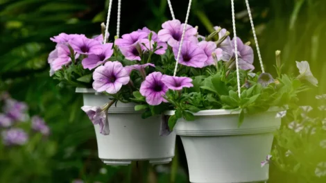 5 dicas de especialistas para fazer suas plantas florescerem mais