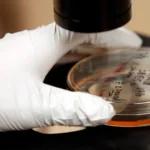 A bactéria que pode causar milhões de casos de câncer