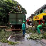 Após suspensão, Prefeitura de Maringá reabre edital de R$ 80 milhões para podas e remoções de árvores