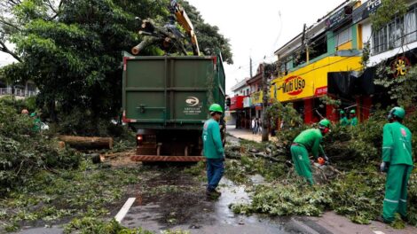 Após suspensão, Prefeitura de Maringá reabre edital de R$ 80 milhões para podas e remoções de árvores