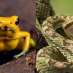 As mordidas e picadas de animais mais dolorosas para os humanos