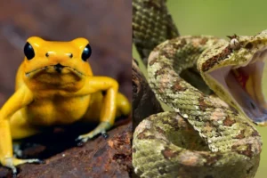 As mordidas e picadas de animais mais dolorosas para os humanos