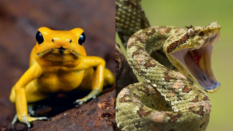 As mordidas e picadas de animais mais dolorosas para os humanos