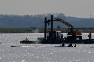 Baleia encalhada na Alemanha é colocada em balsa, em operação polêmica de milionários
