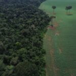 Brasil reduz em 42% perdas florestais em 2025, aponta estudo