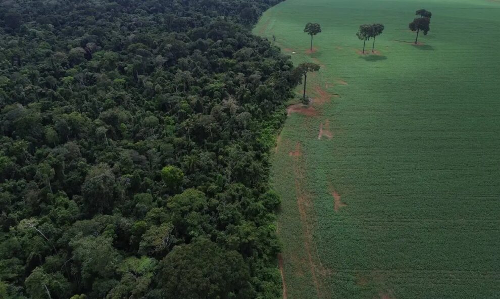 Brasil reduz em 42% perdas florestais em 2025, aponta estudo