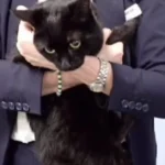 Cruzeiro salva marinheiro e gata "em apuros" em alto mar. "Surreal"