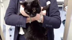 Cruzeiro salva marinheiro e gata “em apuros” em alto mar. “Surreal”