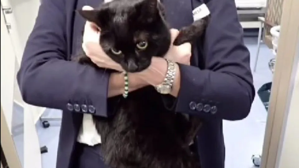 Cruzeiro salva marinheiro e gata "em apuros" em alto mar. "Surreal"