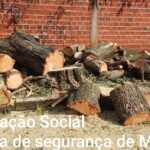 Dois homens são detidos após corte irregular de árvore em Maringá