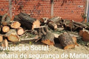 Dois homens são detidos após corte irregular de árvore em Maringá