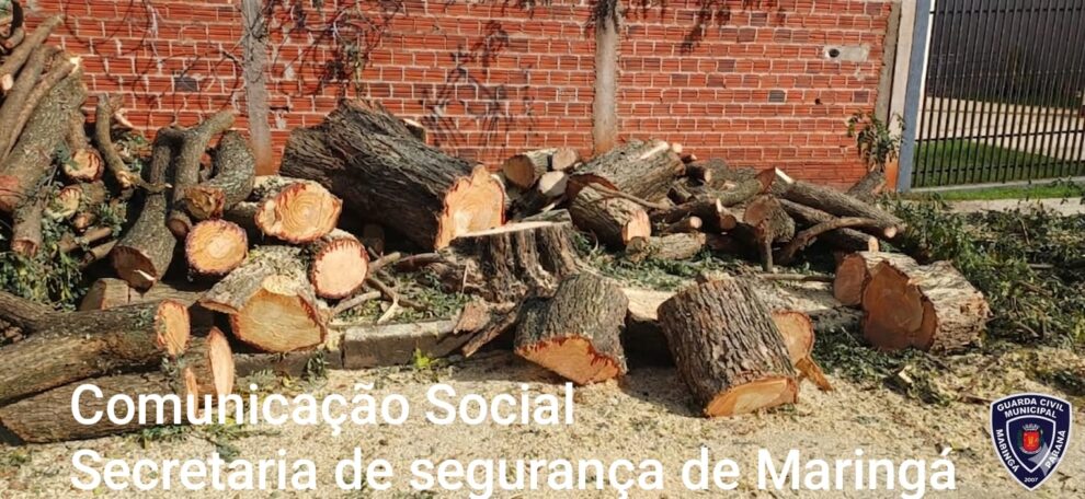 Dois homens são detidos após corte irregular de árvore em Maringá