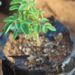 Estudo da UNESP aponta árvore "milagrosa" que remove 98% de microplásticos da água