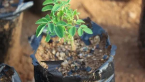 Estudo da UNESP aponta árvore “milagrosa” que remove 98% de microplásticos da água