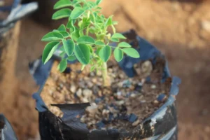 Estudo da UNESP aponta árvore "milagrosa" que remove 98% de microplásticos da água