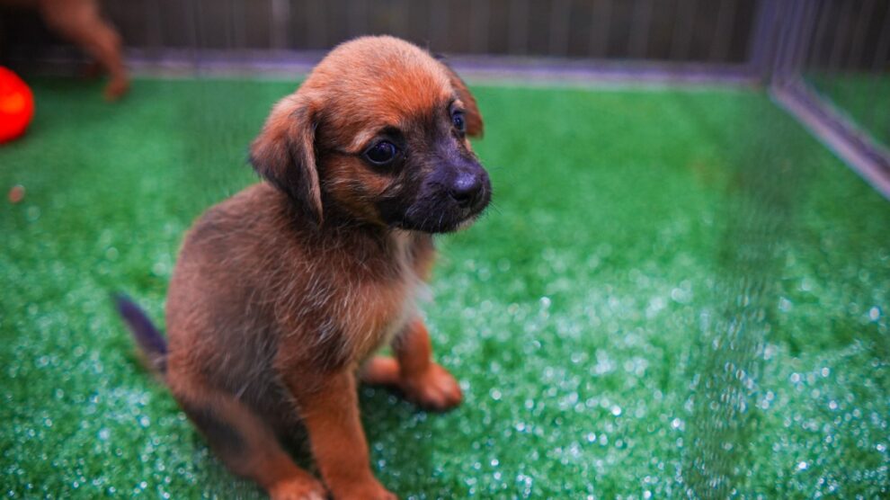 Feirinha de adoção de animais movimenta o Parcão neste domingo