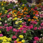 Festa das Flores no Jardim Piatã tem plantas a partir de R$ 2