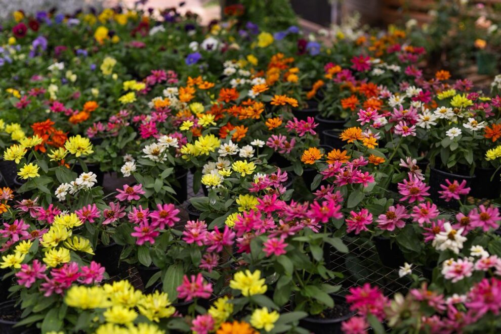 Festa das Flores no Jardim Piatã tem plantas a partir de R$ 2