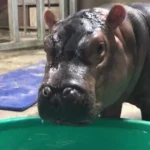 Filho de bilionário indiano quer acolher hipopótamos de Pablo Escobar