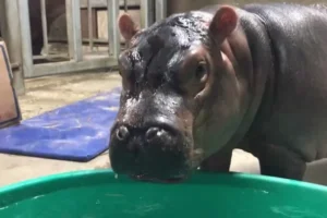 Filho de bilionário indiano quer acolher hipopótamos de Pablo Escobar